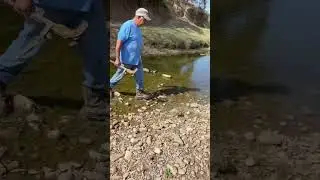 Smooth Speed of Texas Blue Lacy Dogs