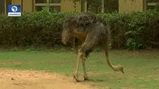 Eyewitness Report: Old Oyo National Park in Focus