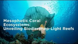 Mesophotic Coral Ecosystems: Unveiling Biodiversity in Deep-Light Reefs.