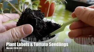 Plant Labels & Tomato Seedlings, March 2019-20
