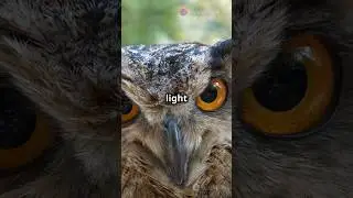 Night Vision: The Secret Life of Owls