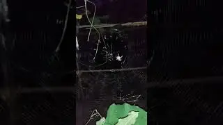 Giant Spider Knitting Net #shorts #animals