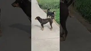 Alpha dog and his family..