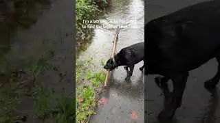 @hankthetank_blacklab Просто лабрадорские штучки, любит большие палки #собака #лабрадоры 😲