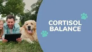 Wonder Paws &ndash; Calming Melatonin Drops for dogs