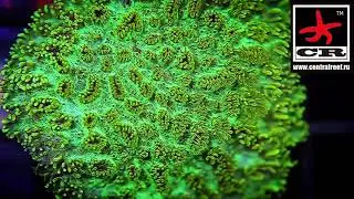 Hydnophora coral