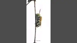 shot with micro lens asilidae #shorts