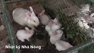 Thỏ con bao nhiêu ngày thì tách mẹ | cách nuôi thỏ | NKNN