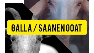 How to identify Galla and Saanen goat breed| Goat production Episode 2 #goats #farmlife #farmvlog