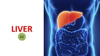 LIVER (Part 2). Prof. Md. Ashfaqur Rahman