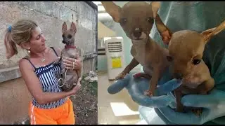 Familia de balseros cubanos llegan a los Cayos de la Florida con sus perritos Chinos