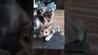 KONDISI SEDIH ANAK SI MELLY,SI MONA,BERANSUR MEMBAIK#shortsvideo#catlover@Popy Borneo Channel2