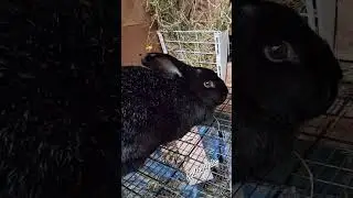 Наша клетка для кроликов готова. #коротко