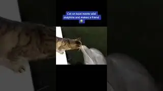 Cat meets dolphins for the first time #cat #dolphins #cutecat