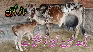 Cholstani Friesen Cross Cow For Sale In Pakistan 03001921999 Geo Animal TV 23 January 2026