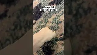 Did k trick you?? #funny #magic #cute #pets #memes #dogshorts #shorts