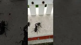fight of two deer beetle bugs