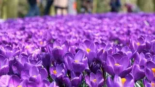 Crocus 'Flower Record' (blue) - FarmerGracy.co.uk