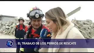 Formación de perros de rescate - Reportaje TRECE TV