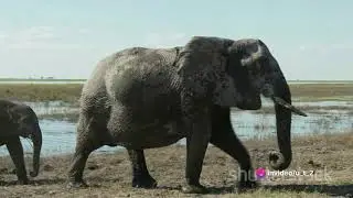 Unleashing the Wild  Fascinating Animal trivia