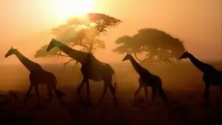 World Wildlife Conservation Day 2025