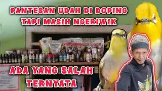 cara menggunakan doping untuk pleci bahan agar bukpar
