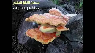شرح درس تصنيف الفطريات للصف الأول ثانوي نظام المقررات
