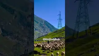 Real Asset #ajmalrazaqadri #youtubeshorts #viralshort
