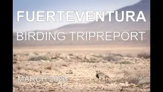 Fuerteventura 2023 birding video trip report