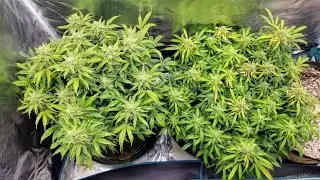 Gorilla Glue Auto's Update. 5 weeks In Flower. Beginning Of Re-veg On Gorilla Glue Photo Period.