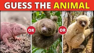 Guess the Animal Quiz | From Easy to Impossible Levels