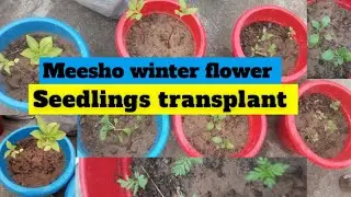 Meesho winter flower seedlings transplant 🌱 seedlings ko gamle me kaise transplant kare ? !! #viral