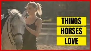 Horse Body Language and Behavior Explained