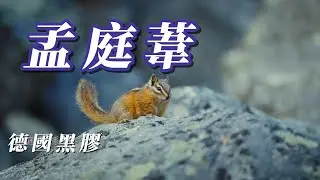 （孟庭葦）（好聲音好音質）分享朋友（vol 2)