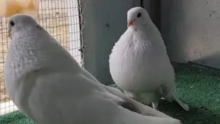 Palomas buchonas Veleñas, pareja de pichones 24 #pigeon #pigeonlover #pigeonpigeon #pigeonvideo