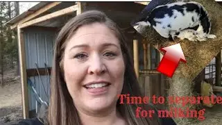 Time to separate the baby goat from Mom ~ Milking Time