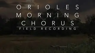 [Nature Soundscape Audio] Orioles Morning Chorus