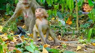 Hungrily blind baby VIGO can't find some food without mom, lovely first step for poor baby VIGO