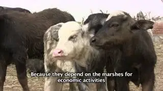 The Iraqi Marshes: Beauty and Civilization in Danger