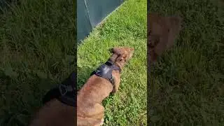 Hands-Free Retractable Leash for Active Dogs #doglover #pitbull #dog