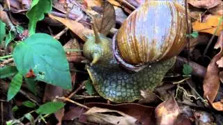 Megalobulimus