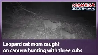 Leopard cat mom caught on camera hunting with three cubs｜Taiwan News