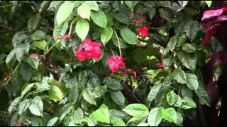 Makawao Spring Shower - Refresh Your Thinking