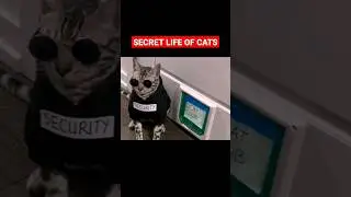 Cat Party #shorts #viral #trending #cat #party #youtubeshorts #catvideos