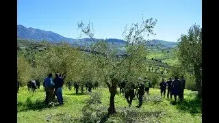 Vaso policonico - Corso potatura ANAS Collesano 2018