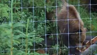 Bear vs log