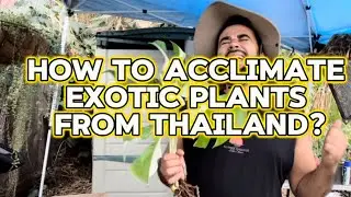 How to Acclimate Rare Houseplants from Thailand?