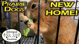🐹 Уход за луговыми собачками и новый вольер