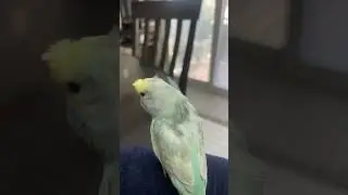 Info: name: Bluebell   Species: rainbow budgie   Age: baby cuteness: ♾️♾️♾️/10
