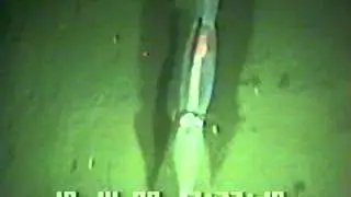 Cephalopod video: Illex illecebrosus